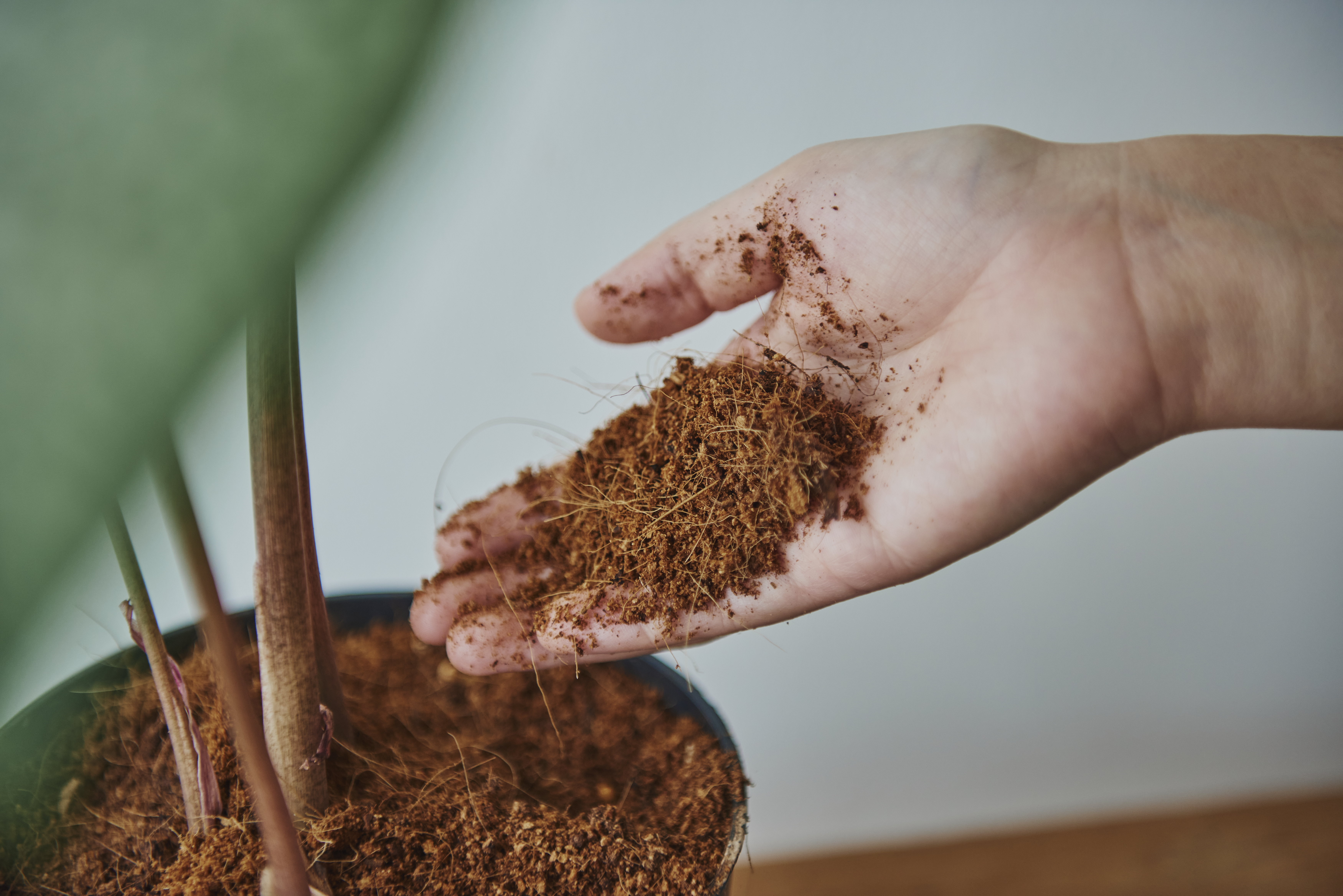 Coco Coir Soir